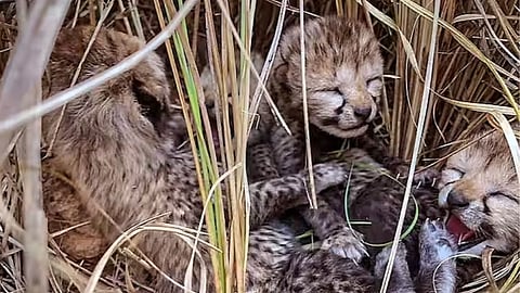 Kuno National Park Two More Namibiyan Cheetah Cubs Reported Dead