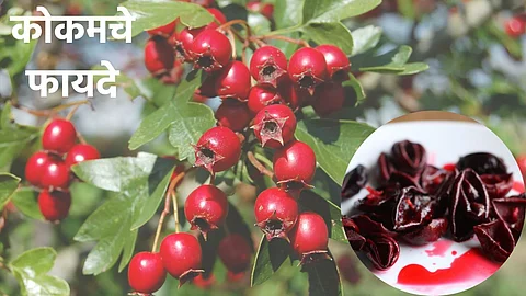 Benefits Of Kokum