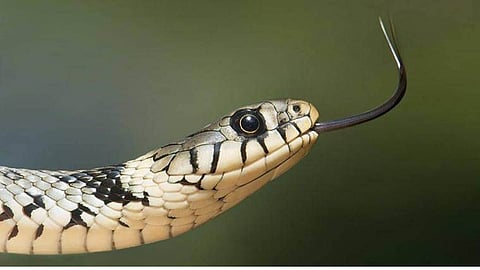 snake bite