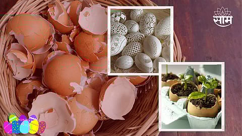 Uses Of Egg Shell