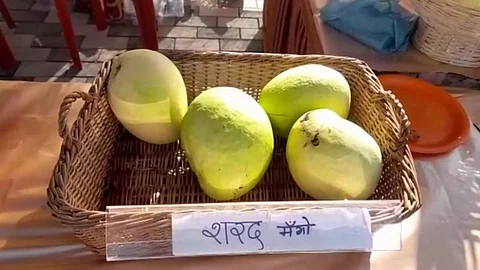 Sharad Pawar Mango