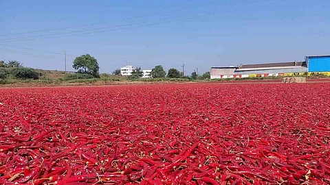 red pepper nandurbar market