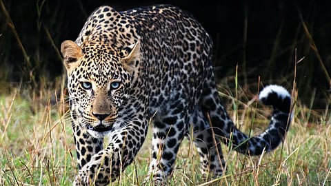 Leopard Attack