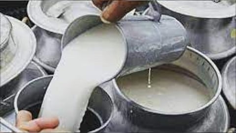 Milk Price, RadhaKrishna Vikhe Patil
