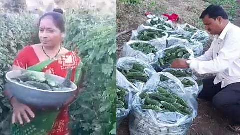 maval news, bitter melon