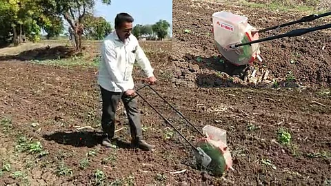 Nandurbar News Cotton