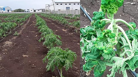 Nandurbar News, papaya crop