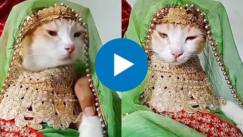 Cat Viral Video