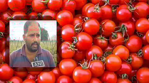 Tomato Farmer Success Story : टोमॅटो विकून कमावले २.८ कोटी, पुण्याच्या शेतकऱ्याची देशभर चर्चा
