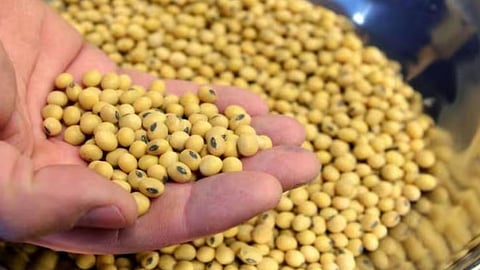Bogus Soybean Seeds