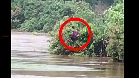 Ratnagiri Rain Updates, crocodile