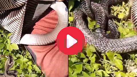 Snake In Shirt Viral Video