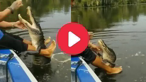 Crocodile Viral Vieo