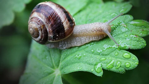 snail, farmer