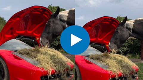 Horse and Ferrari Car Video