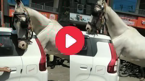 Car and Horse Accident Video