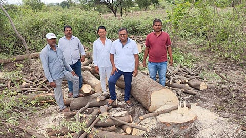 Beed Tree Cutting