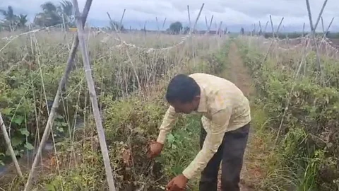 Pune News , Tomatoes Stolen in Shirur