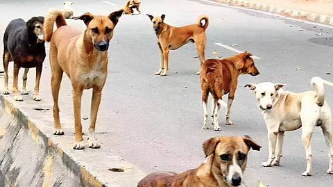 Beed Street Dog Attack