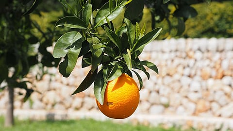 amravati news, orange