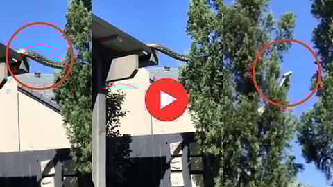 16 Foot Python Viral Video