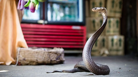 Nag Panchami Recipe