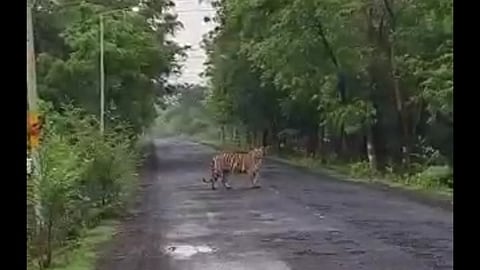 चंद्रपूरात सोनेरी वाघोबा कुटुंबाचे मनोहारी दर्शन