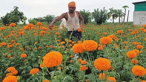 marigold, nanded news, farmer