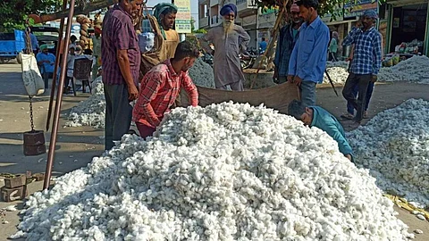 Cotton Price