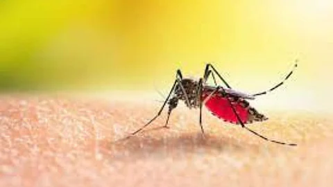 Malaria Viral
