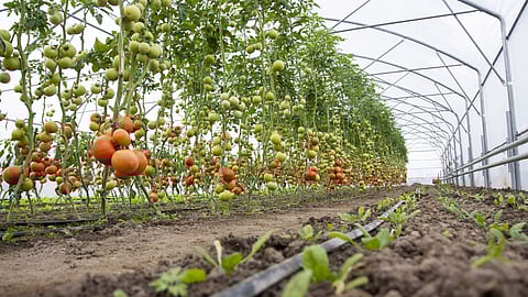 Vegetable Cultivation Tips