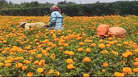 marigold flowers