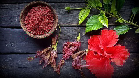 Hibiscus Benefits