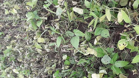 Soybean Crop