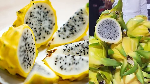 Sangli Dragon Fruit Farming