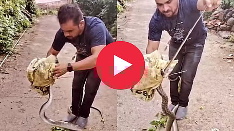 Snake Eating Small Snake