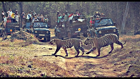 Tadoba-Andhari Tiger Reserve, Tadoba Online Booking
