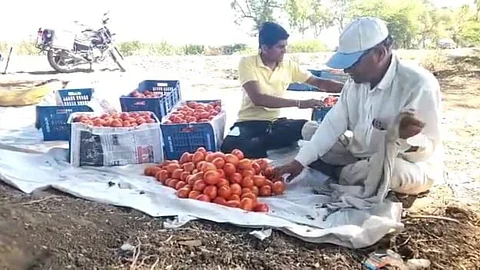 tomato price slashed, nandurbar news