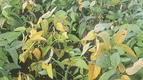 Soybean Crop