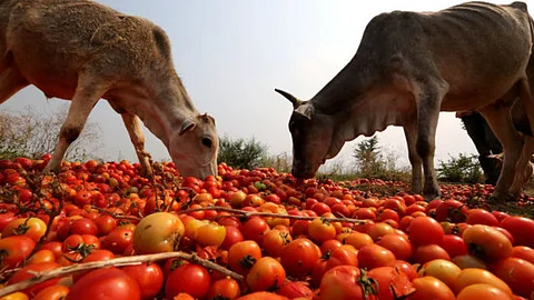 Tomato News