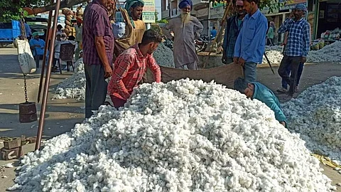 Cotton Price