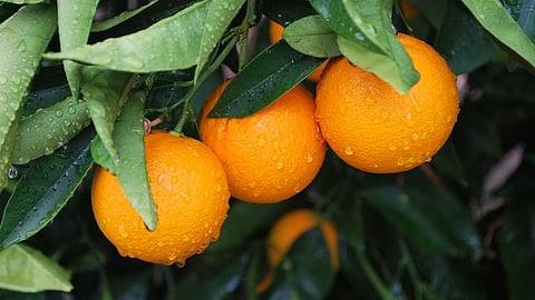 Maharashtra Farmers News