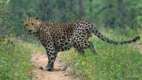 Leopard Attack