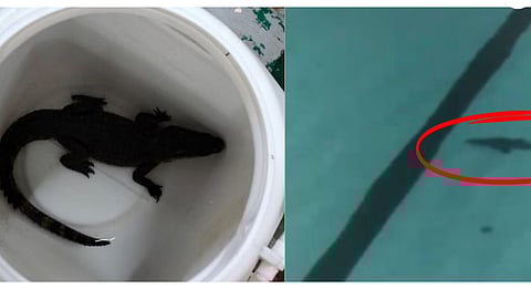 Shivaji Park Crocodile: शिवाजी पार्कमधील महात्मा गांधी स्विमिंग पूलमध्ये आढळली मगर; पण ते पिल्लू आलं कुठून?