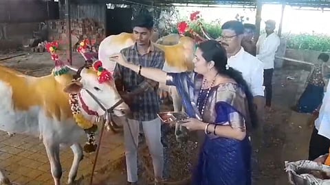 farmers celebrated bhadrapad bail pola in maval today