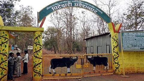 navegaon nagzira tiger reserve project opened for tourists