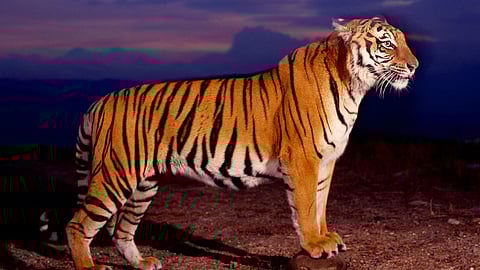 Maya Tigress