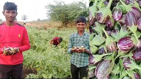 farmer earn lakhs rupees from brinjal farming
