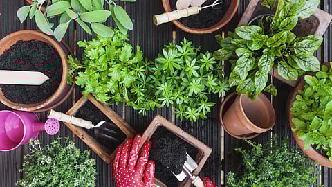 Gardening Tips