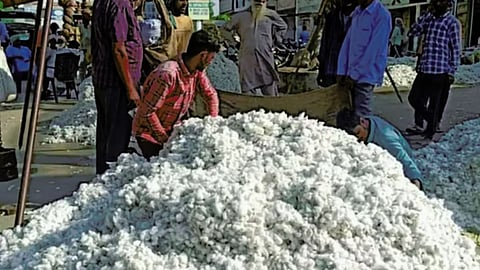 Cotton Price